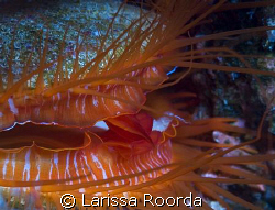 Disco Clam on the Great Barrier Reef.  Nikon D200, 105mm by Larissa Roorda 